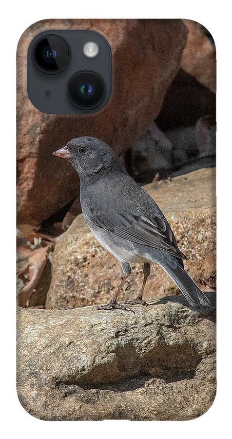 Nature iPhone 14 Case featuring the photograph Slate-colored Junco DSB0339 by Gerry Gantt