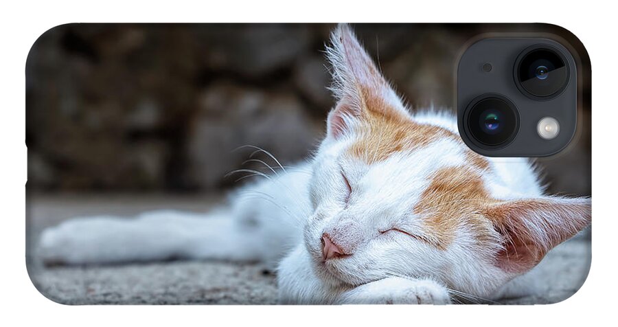 Animal iPhone Case featuring the photograph Sleeping Kitty by Rick Deacon