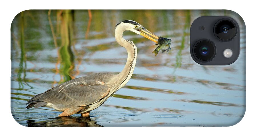 Birds iPhone 14 Case featuring the photograph Snack Time for Blue Heron by Donald Brown