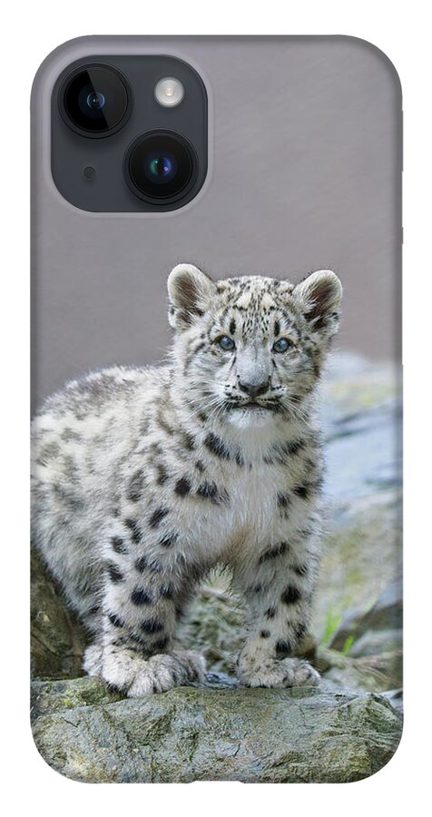 Suzi Eszterhas iPhone 14 Case featuring the photograph Snow Leopard Cub by Suzi Eszterhas
