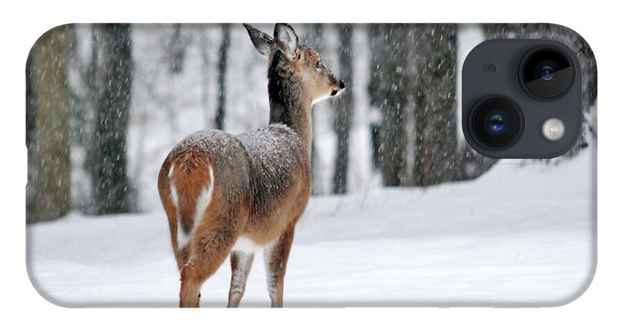 Deer iPhone 14 Case featuring the photograph Snowy White Tail by Christina Rollo