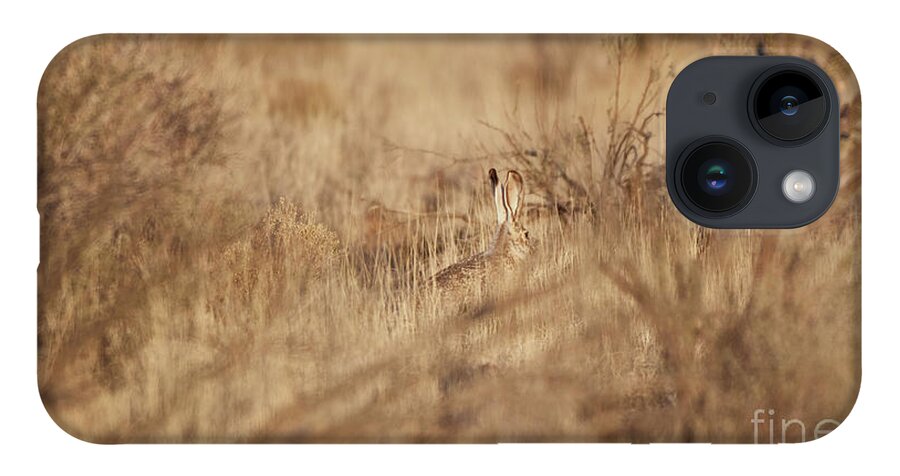 Desert Rabbit iPhone Case featuring the photograph Southwest Bunny by Robert WK Clark