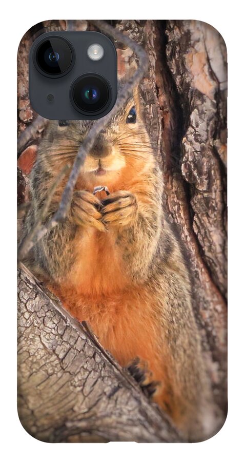 Squirrel iPhone 14 Case featuring the photograph Squirrel eating in tree by David Zumsteg