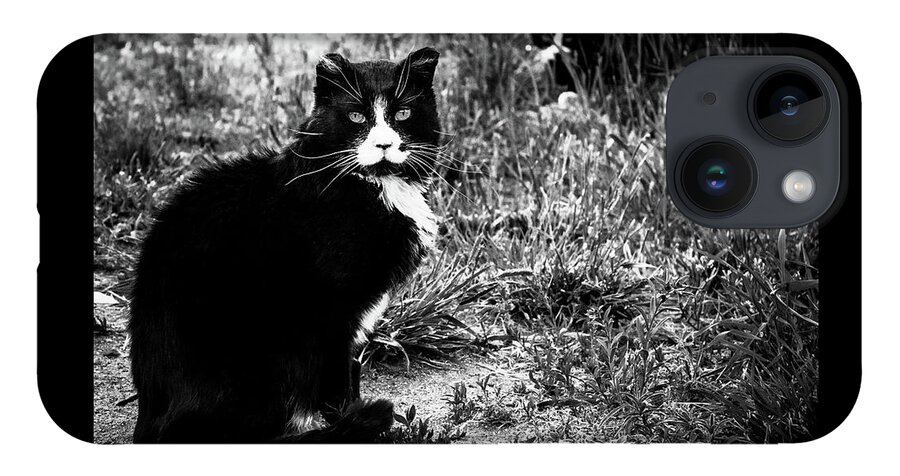 Feral Cat Photo iPhone 14 Case featuring the photograph Stash Stalking the Amazing Mr. Tom by Sandra Dalton