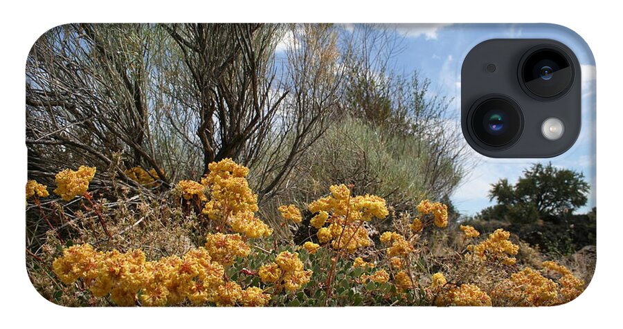 Sulphur Brush iPhone 14 Case featuring the photograph Sulphur Brush by Dylan Punke