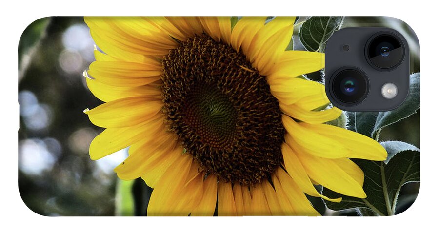 Flower iPhone Case featuring the digital art Sun flower by Yenni Harrison
