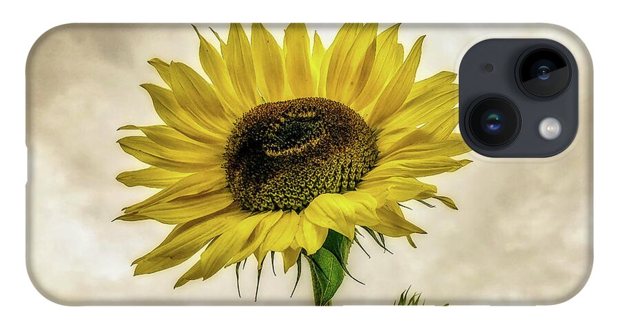 Sunflower iPhone 14 Case featuring the photograph Sunflower by Anamar Pictures