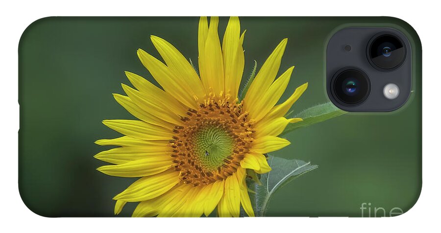 Sunflowers iPhone Case featuring the photograph Sunflower Peaking and Visitor by DB Hayes