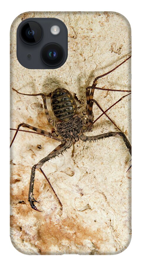 Africa iPhone 14 Case featuring the photograph Tailless Whip Scorpion by Ivan Kuzmin