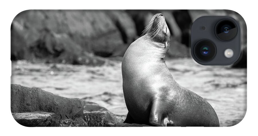 Sea Lion iPhone 14 Case featuring the photograph The King by Becqi Sherman