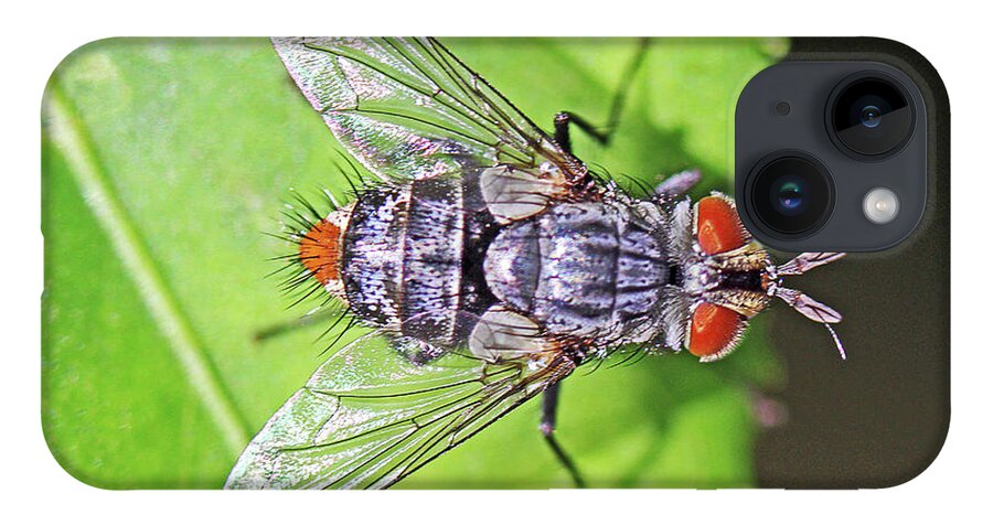 Insects;horizontal;macro;jenniferrobin.gallery iPhone Case featuring the photograph Three Eyed Fly by Jennifer Robin