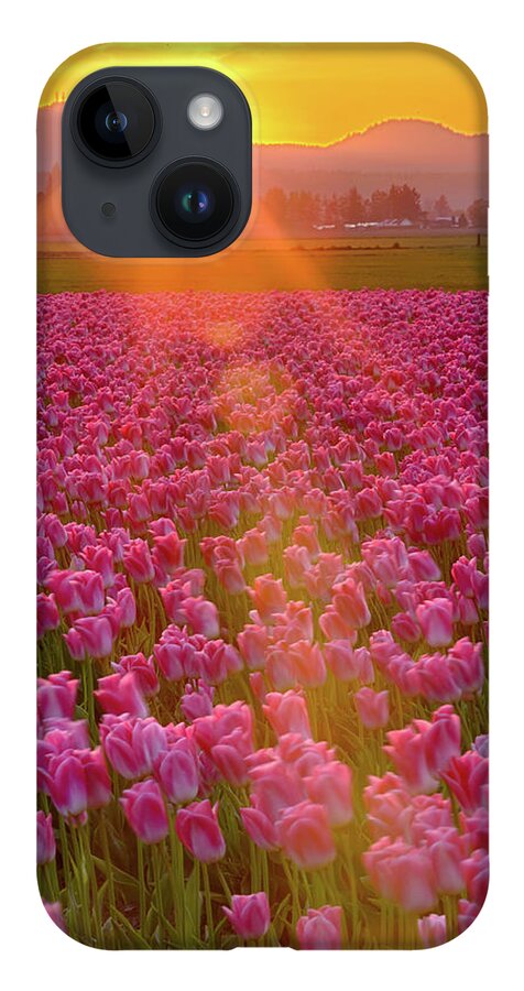 Flower iPhone 14 Case featuring the photograph Tulip Sunset by Briand Sanderson