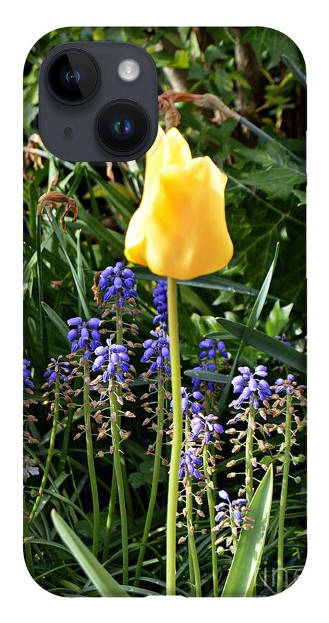 Flower iPhone 14 Case featuring the photograph Tulip by Thomas Schroeder