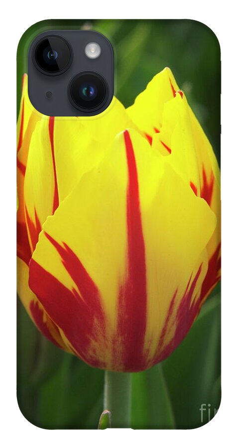 Botanical iPhone Case featuring the photograph Tulip (tulipa 'mickey Mouse') by Nick Wiseman/science Photo Library