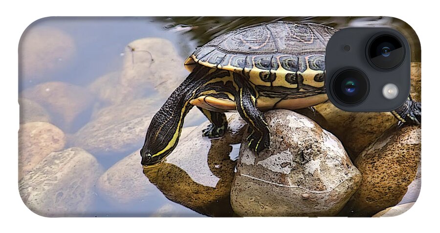 Turtle iPhone 14 Case featuring the photograph Turtle drinking water by Tatiana Travelways