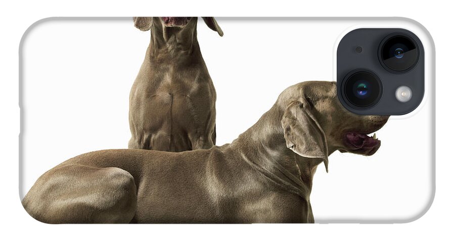 Pets iPhone 14 Case featuring the photograph Two Weimerarner Retrievers by Gandee Vasan