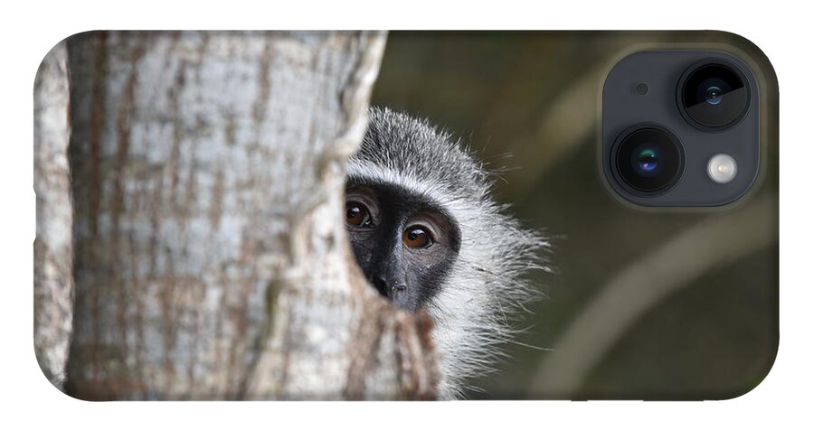 Vervet iPhone Case featuring the photograph Vervet Monkey, South Africa by Ben Foster