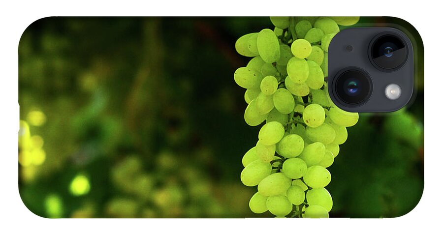 Andhra Pradesh iPhone Case featuring the photograph Vineyard Green Grapes by Ashasathees Photography