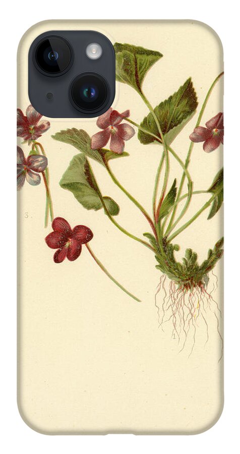 Flowers iPhone 14 Case featuring the mixed media Viola Cucullata Common Blue Violet by L Prang