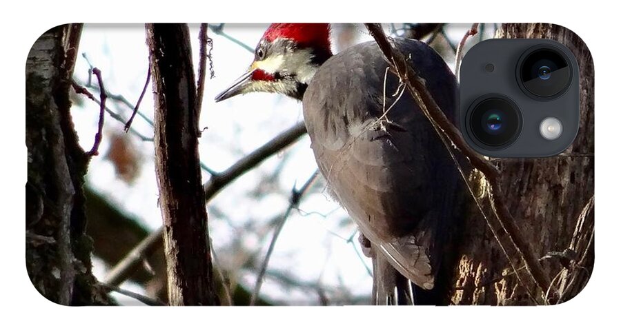 © 2018 iPhone 14 Case featuring the photograph WaryPileated by Christopher Plummer