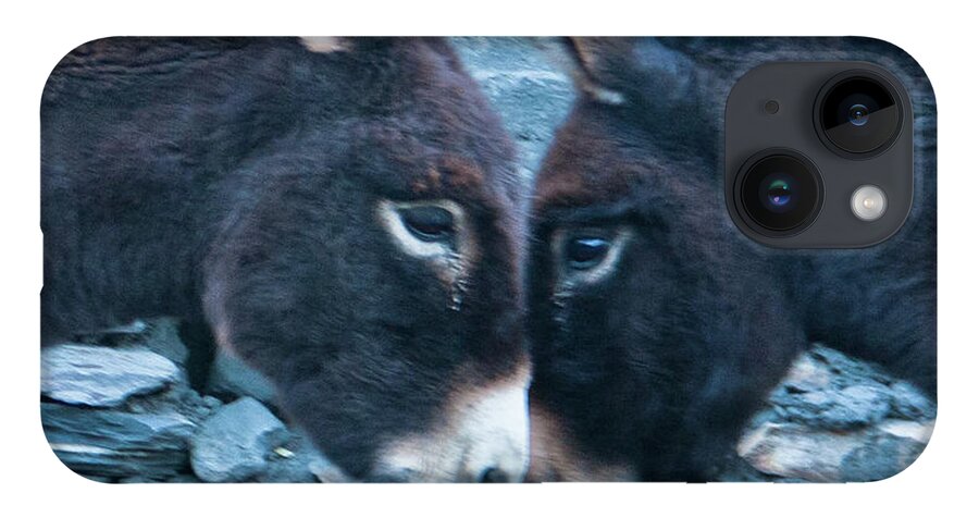 Burro iPhone 14 Case featuring the photograph Eye To Eye, Nose To Nose, Heart To Heart by Leslie Struxness