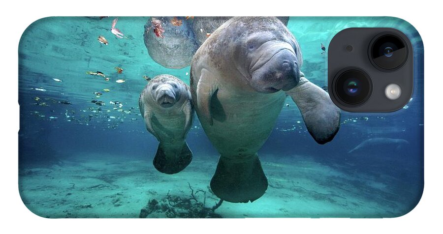 Underwater iPhone Case featuring the photograph West Indian Manatees by James R.d. Scott