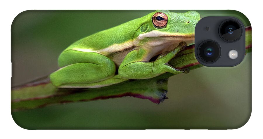 Frog iPhone 14 Case featuring the photograph Whats Up by Art Cole
