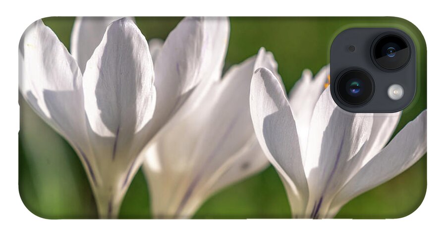 Spring iPhone 14 Case featuring the photograph White Crocus by Framing Places