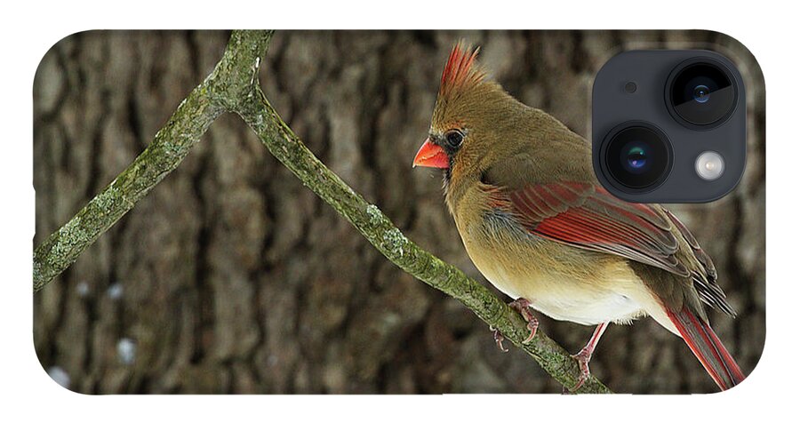 Bird iPhone 14 Case featuring the photograph Winter Cardinal by James Guilford