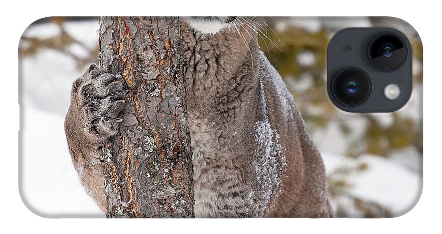 Cougar iPhone 14 Case featuring the photograph Winter Dreaming by Art Cole