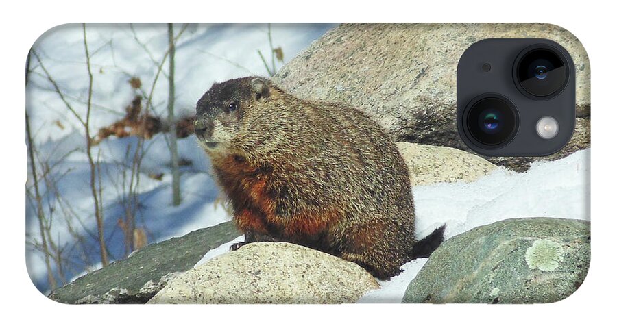 Groundhog iPhone 14 Case featuring the photograph Winter Groundhog by Amy E Fraser
