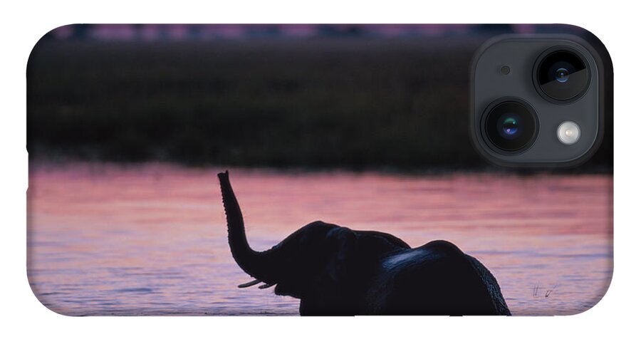 Botswana iPhone 14 Case featuring the photograph Young Elephant Loxodonta Africanan by Paul Souders