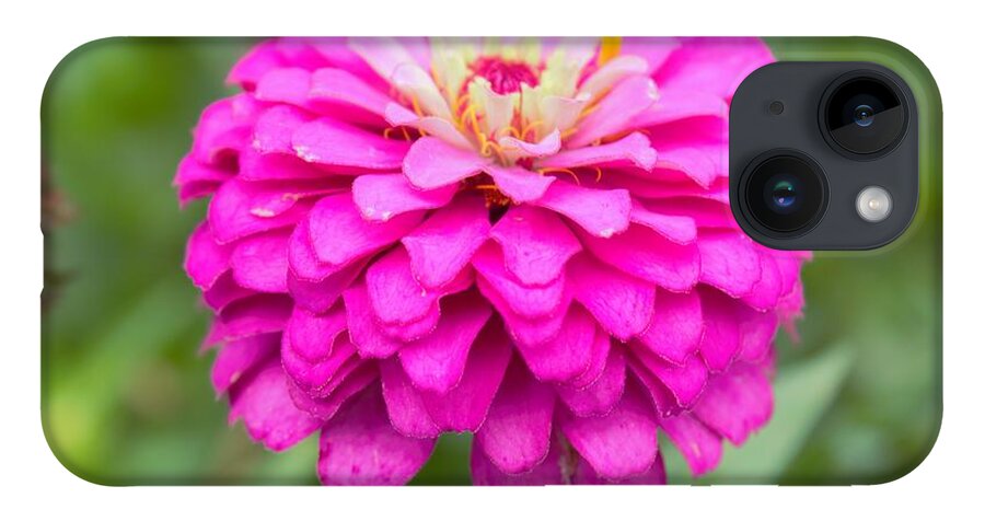 Flowers iPhone 14 Case featuring the photograph Zinnia Variation 2 by Ali Baucom