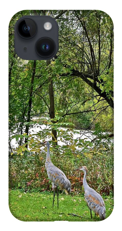 Sandhill Crane; Backyard; Birds; iPhone Case featuring the photograph 2021 Fall Sandhill Cranes 8 by Janis Senungetuk
