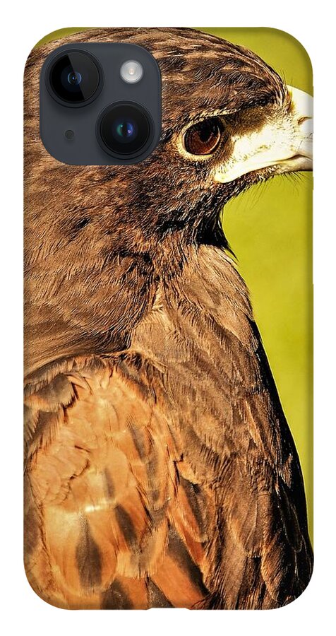 Bird Of Pray Feathers Eye iPhone Case featuring the photograph Bird2 by John Linnemeyer