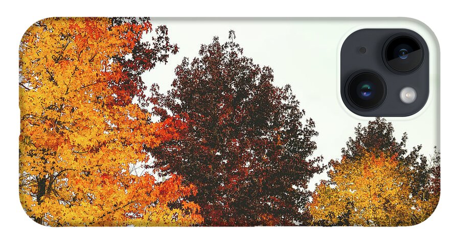 Trees iPhone Case featuring the photograph Fall by Anamar Pictures