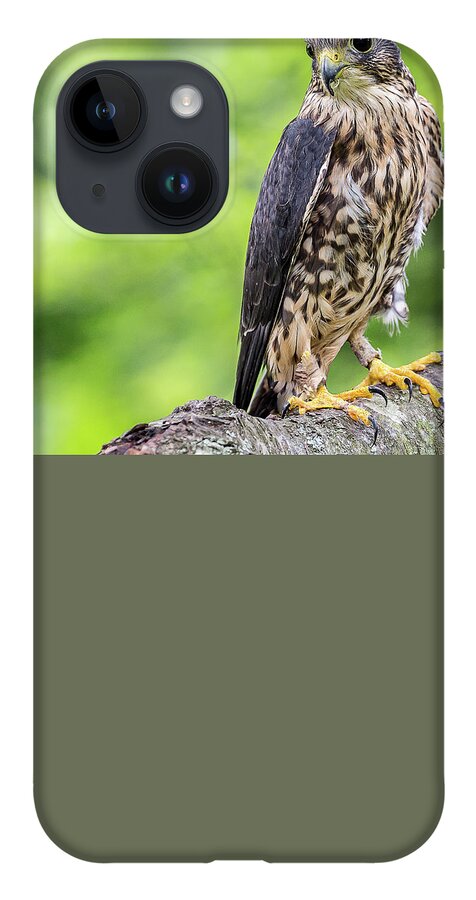 Raptors Owl Hawk iPhone 14 Case featuring the photograph Hawk #2 by Robert Miller