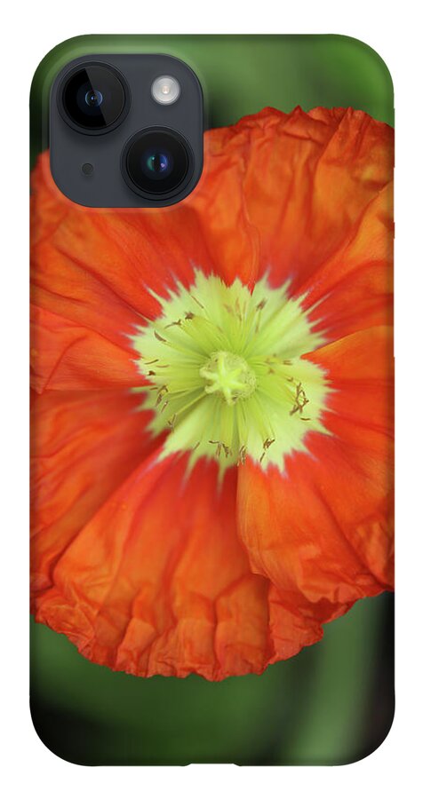 Iceland Poppy iPhone 14 Case featuring the photograph Iceland Poppy #1 by Tammy Pool
