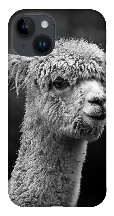 Llama iPhone Case featuring the photograph Llama by Andrew Dickman