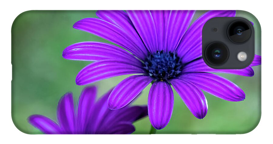 Daisy iPhone 14 Case featuring the photograph Purple Daisy #1 by Cathy Kovarik