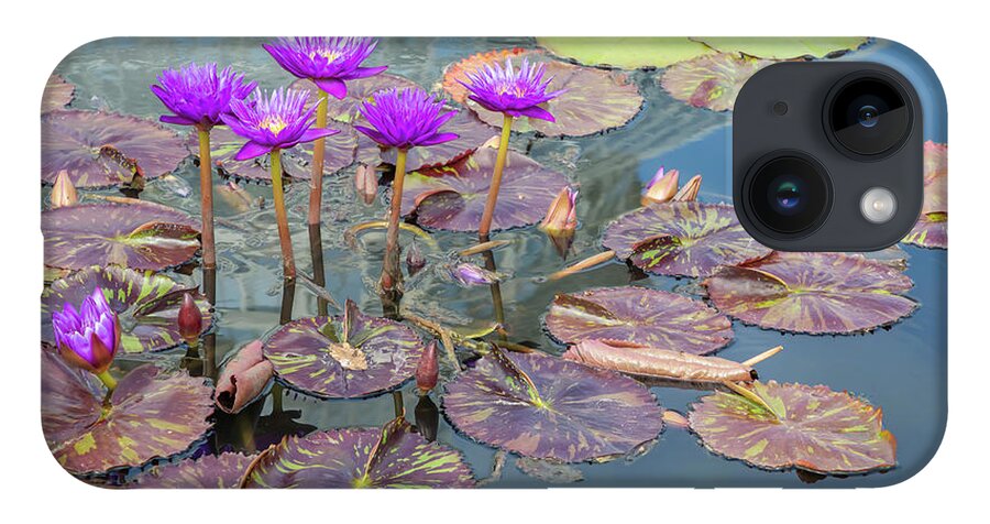 Lily iPhone Case featuring the photograph Purple Water Lilies and Pads by Cate Franklyn