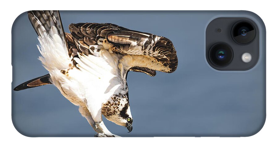 Osprey iPhone Case featuring the photograph Ready to Fly by Bonny Puckett