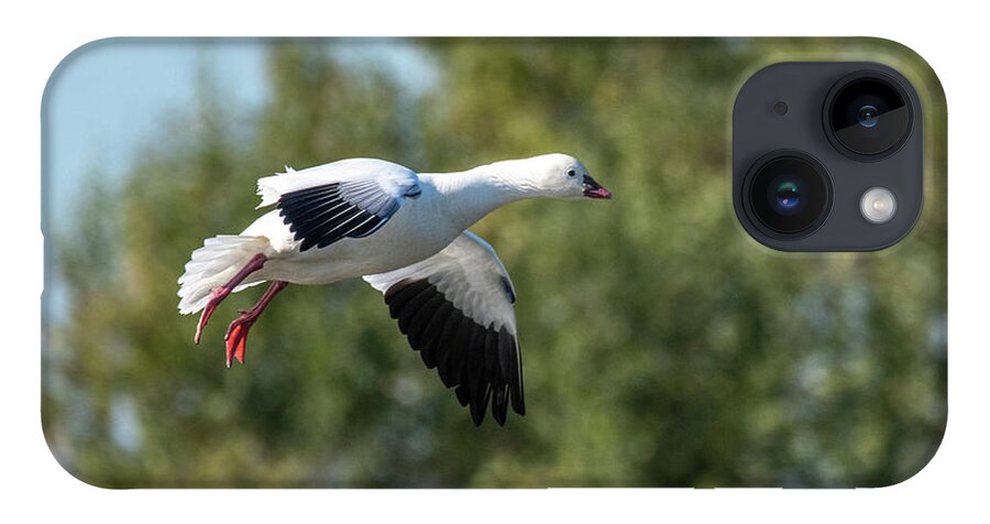 Goose iPhone 14 Case featuring the photograph Snow Goose by Jerry Cahill