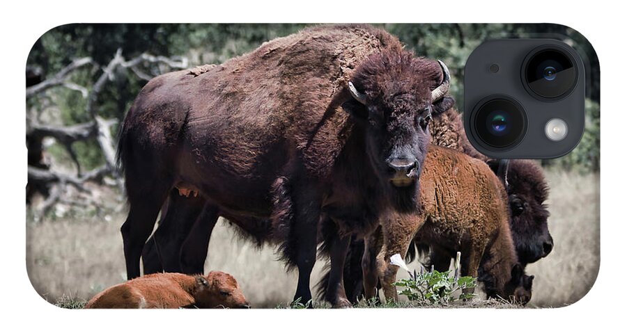 Bison iPhone 14 Case featuring the photograph 2 And 2 by American Landscapes