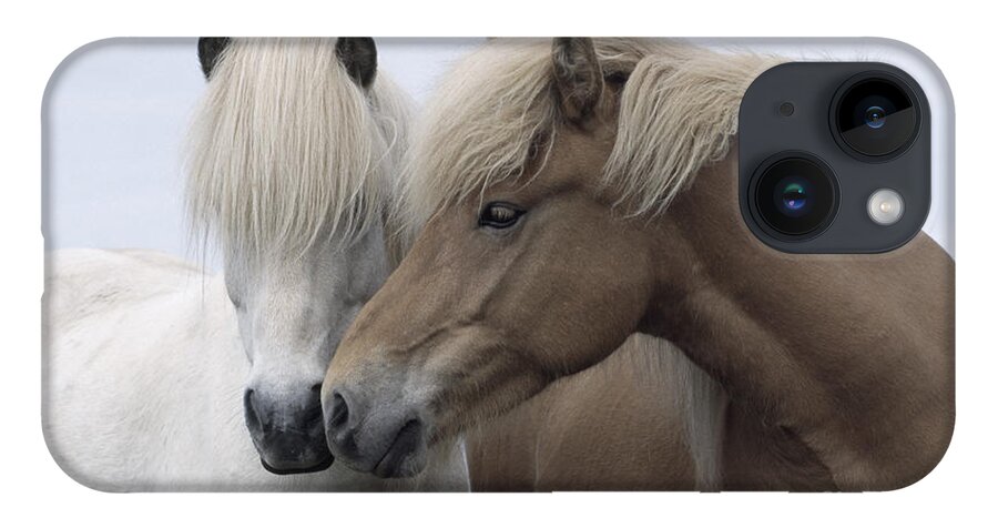Affection iPhone Case featuring the photograph Icelandic Horses by John Daniels