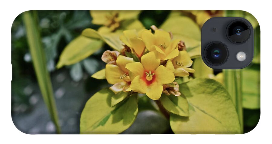 Flowers iPhone 14 Case featuring the photograph 2020 Mid June Garden Container 1 by Janis Senungetuk