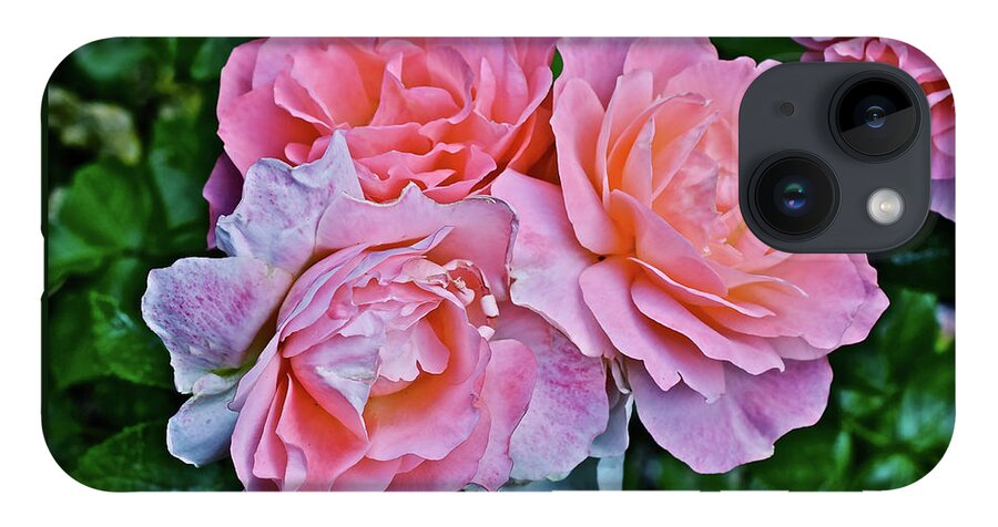 Roses iPhone 14 Case featuring the photograph 2020 Mid June Garden Coral Roses 1 by Janis Senungetuk