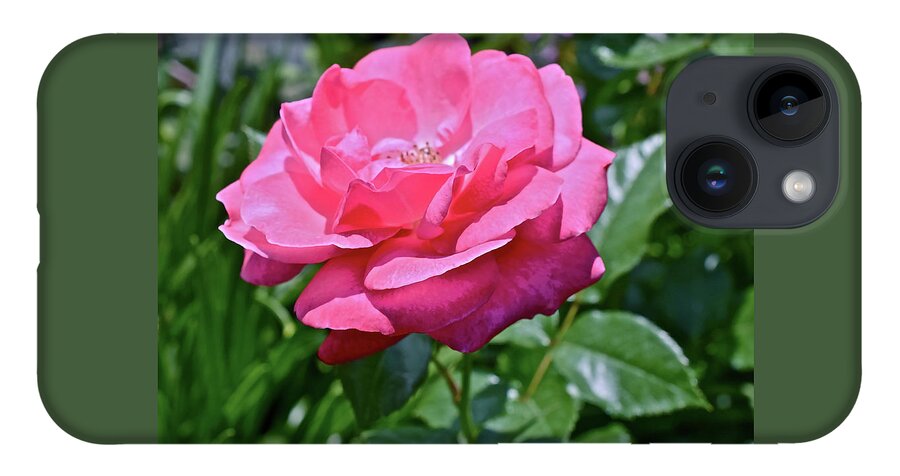 Rose iPhone 14 Case featuring the photograph 2020 Mid June Garden Rose by Janis Senungetuk