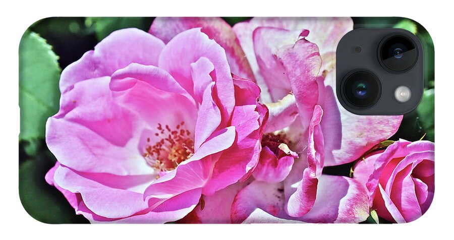 Roses iPhone 14 Case featuring the photograph 2020 Mid June Garden Shrub Roses 1 by Janis Senungetuk