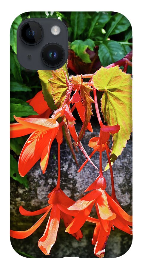 Begonia iPhone Case featuring the photograph 2020 Mid June Garden Welcome by Janis Senungetuk
